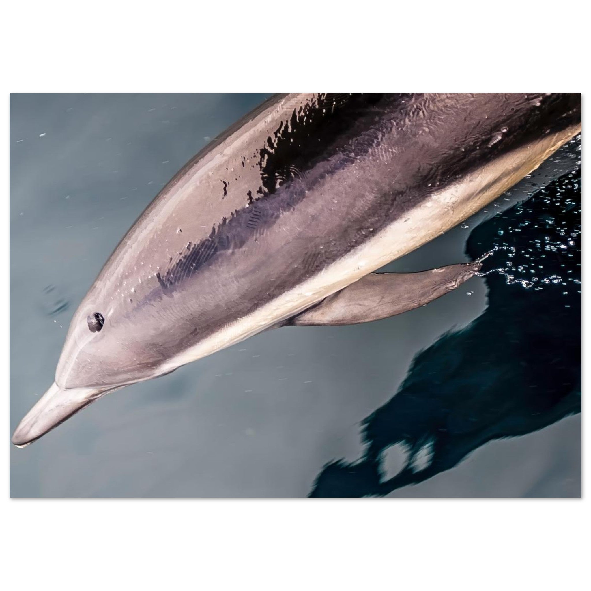 256f83ad-726f-4295-8ab7-de6d55ba851f