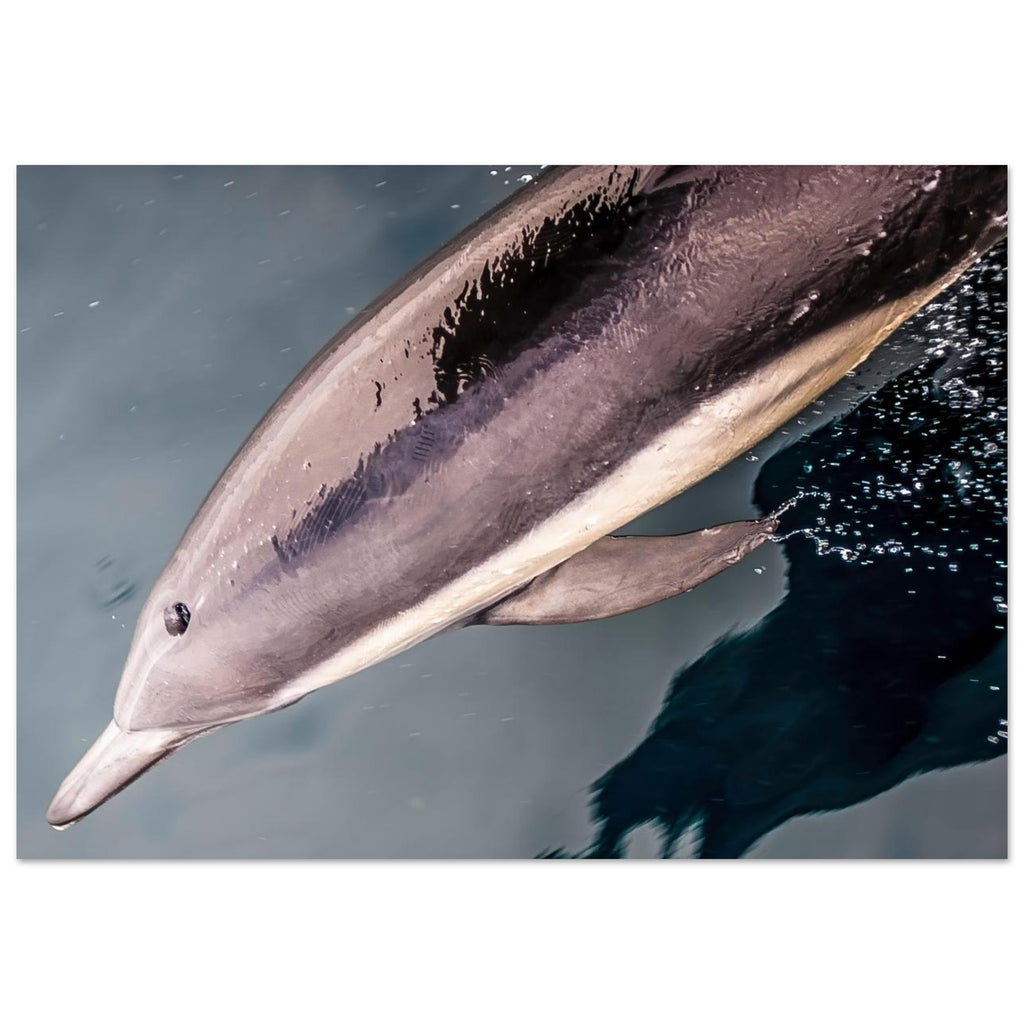 50dd943b-12ca-43e3-93aa-f5512c359205