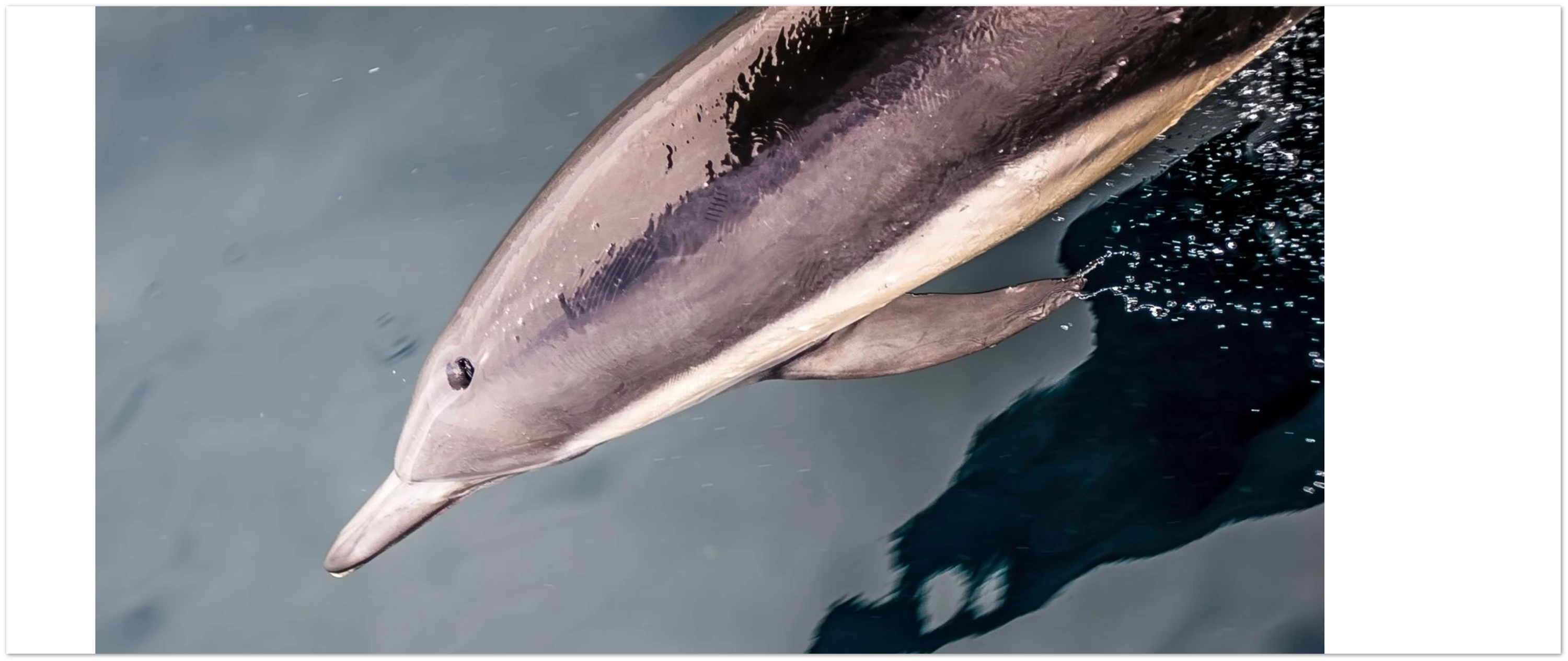 Born to make waves Dolphin Museum-Quality Matte Paper Wooden Framed Poster